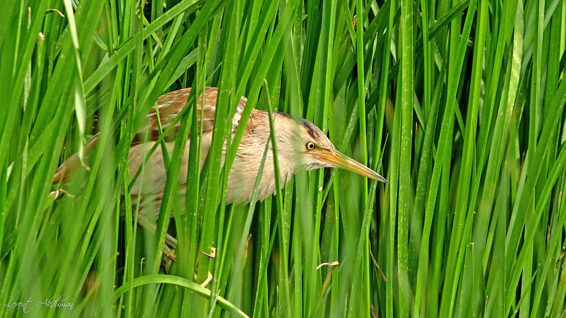 Little Bittern